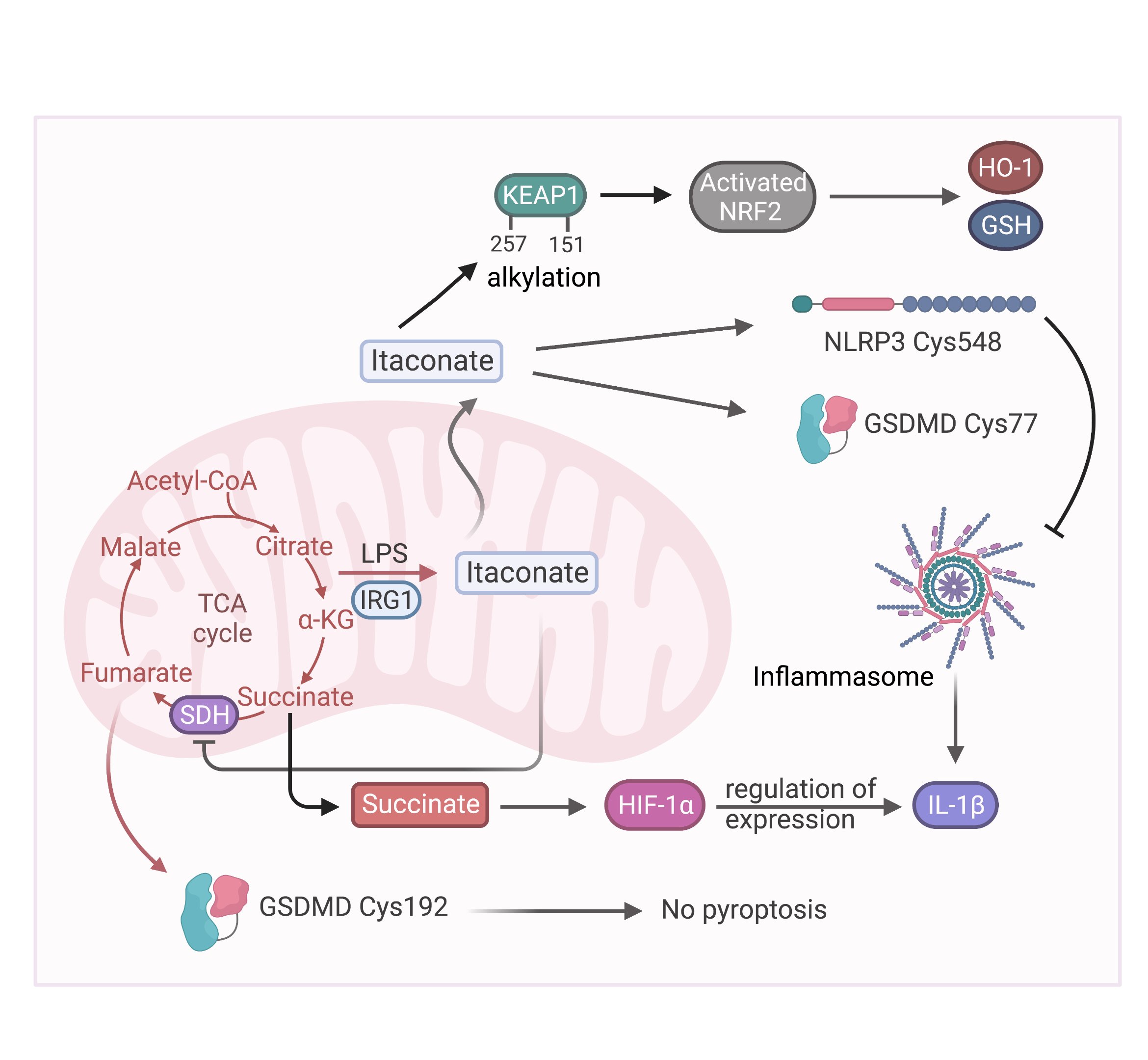 [Describe image: e.g. cholesterol staining relative to the ER]